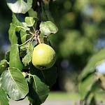 Hrušeň v Milčicích (2010)