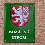 Kolín - javory u gymnázia, tabulka památných stromů (2021)