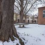 Kolín - javory u gymnázia, detail kmene stromů (2021)