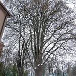 Kolín - javory u gymnázia, javor klen (2021)