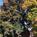 Kolín - javory u gymnázia, javor klen (2010)