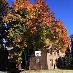 Kolín - javory u gymnázia, javor mléč (2010)