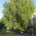 Kolín - památný strom Platan u Radimského mlýna (2020)