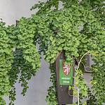 Kolín - Jinan v Kolíněm tabulka památného stromu (2020)