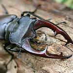 Roháč obecný  (Lucanus cervus)