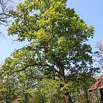 Pňov - dub letní rostoucí v sousedství Oldřišského dubu, jedná se bezpochyby o jeho potomka (2016)