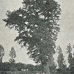 Pňov - Oldřišský dub (1906, foto F. Opplt, SOkA Kolín)