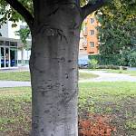 Kolín - buk ve Sladkovského ulici, kmen (2015)