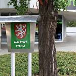 Kolín - jinan ve Sladkovského ulici, kmen a tabulka památného stromu (2015)