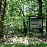 Pňov-Předhradí - naučná stezka Pňovský luh, v lužním lese (2016)