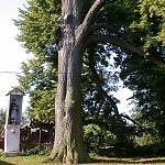 Církvice - Lípa v Církvici (foto Ivo Rus 2004)