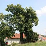 Církvice - Lípa v Církvici (foto Ivo Rus 2010)
