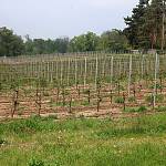 Svatý Mikuláš - vinice (2017)