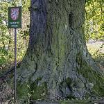 Jindice - Lípa v Jindicích, označení památného stromu (2017)