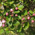 Významný krajinný prvek V Souškách - jabloň lesní, květ