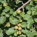 Významný krajinný prvek V Souškách - jabloň lesní, plod