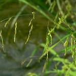 Významný krajinný prvek V Souškách - tajnička rýžovitá