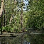 Významný krajinný prvek Pňovský luh - lužní les (2016)