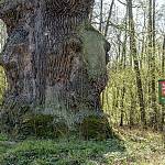 Záboří nad Labem - dub u Záboří 1, knen u země a znak památmého stromu (2020)