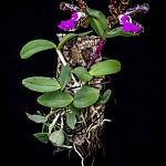 Orchidej Cattleya peckaviensis