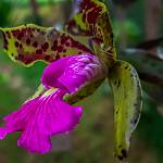 Orchidej Cattleya peckaviensis