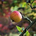 Kostelec nad Černými lesy - arboretum, jabloň americká (2019)