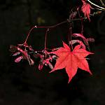 Kostelec nad Černými lesy - arboretum, javor Sieboldův (2019)