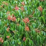 Kostelec nad Černými lesy - arboretum, jírovec různobarevný (2019)