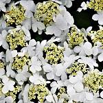 Kostelec nad Černými lesy - arboretum, kalina řasnatá (2019)