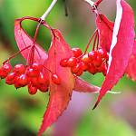 Kostelec nad Černými lesy - arboretum, kalina štětinatá (2019)