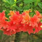 Kostelec nad Černými lesy - arboretum, rododendron (2019)