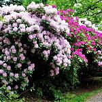 Kostelec nad Černými lesy - arboretum, rododendrony (2019)