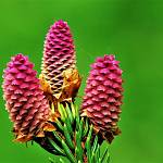 Kostelec nad Černými lesy - arboretum, smrk stepilý (2019)