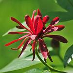 Kostelec nad Černými lesy - arboretum, sazaník západní (2019)