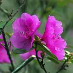 Kostelec nad Černými lesy - arboretum, rododendron (2019)