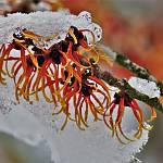 Kostelec nad Černými lesy - arboretum, vilín prostřední (2019)