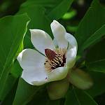 Kostelec nad Černými lesy - arboretum, šácholan obvejčitý (2019)