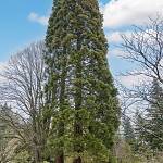 Kostelec nad Černými lesy - arboretum, sekvojovec obrovský (2021)