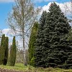 Kostelec nad Černými lesy - arboretum (2021)