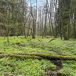 Kostelec nad Černými lesy - naučná stezka mokřadních biotopů, údolní lužní les (2021)
