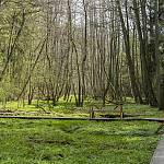 Kostelec nad Černými lesy - naučná stezka mokřadních biotopů, cesta lužní partií lesa (2021)