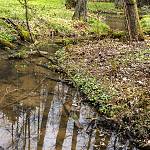 Kostelec nad Černými lesy - naučná stezka mokřadních biotopů, meandrující potok (2021)